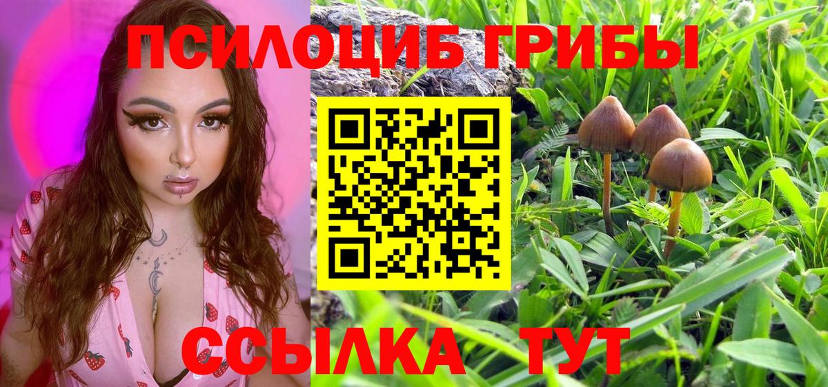 Галлюциногенные грибы Psilocybe Сальск